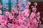 严冬过了春有讯 选段下载