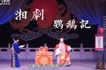 鹦鹉记