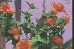 蝶恋花 选段