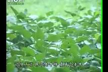 八大搔
